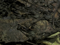 Arthroleptis adelphus