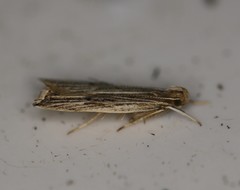 Helcystogramma hystricella