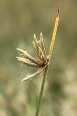 Cyperus laevigatus