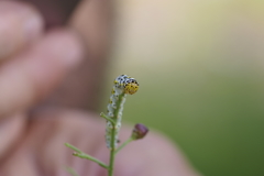 Cucullia scrophulariae