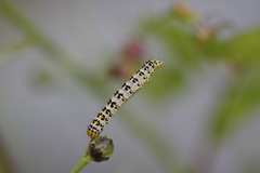 Cucullia scrophulariae