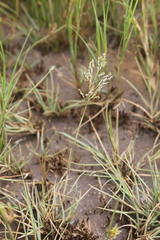 Sporobolus oxyphyllus