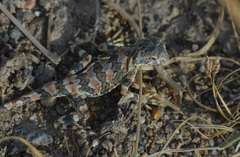 Phrynocephalus versicolor