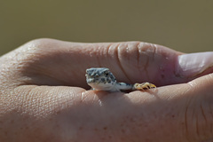 Phrynocephalus versicolor