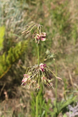 Pelargonium schlechteri