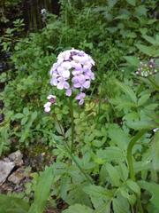 Cardamine macrophylla