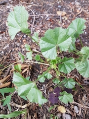 Malva pusilla