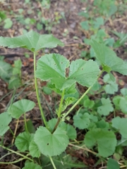 Malva pusilla