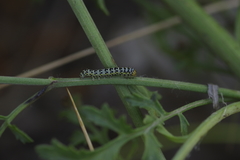 Cucullia scrophulariae
