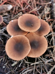 Lactarius hepaticus