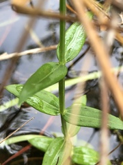 Sabatia quadrangula