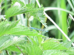 Coenagrion ornatum