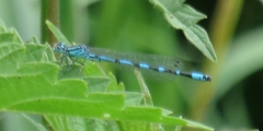 Coenagrion ornatum