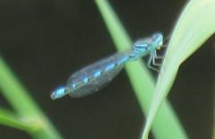 Coenagrion ornatum