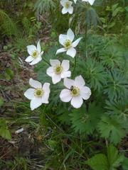 Anemonastrum crinitum