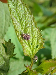 Cionus scrophulariae