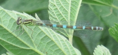 Coenagrion ornatum
