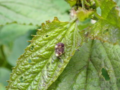 Cionus scrophulariae