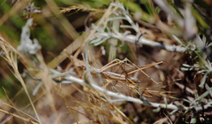 Hybusa coniceps