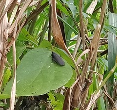 Rhabdoblatta takahashii