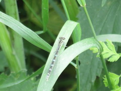 Coenagrion ornatum