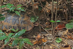 Indotestudo elongata
