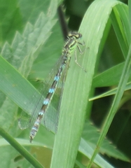 Coenagrion ornatum