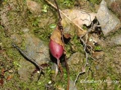 Tripterospermum luzonense