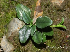 Tripterospermum luzonense