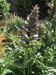 Acanthus spinosus