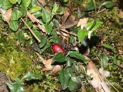 Tripterospermum luzonense