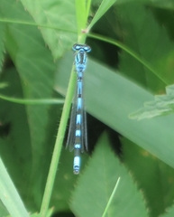 Coenagrion ornatum