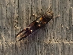 Mompha raschkiella