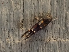 Mompha raschkiella