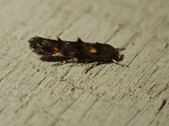 Mompha raschkiella