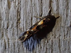 Mompha raschkiella
