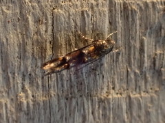 Mompha raschkiella