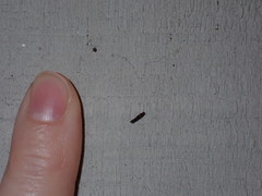Mompha raschkiella