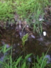 Carex scoparia