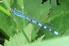Coenagrion ornatum