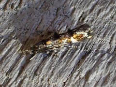 Mompha raschkiella