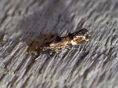 Mompha raschkiella