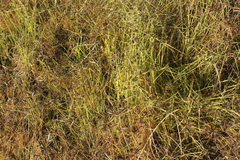 Cyperus hystricoides