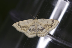 Cyclophora annularia