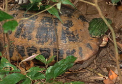Indotestudo elongata