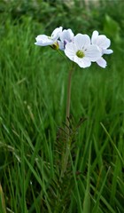 Cardamine pratensis