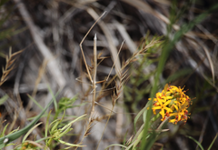 Hybusa coniceps