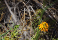Hybusa coniceps