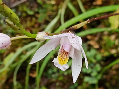 Bletilla formosana