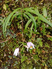 Bletilla formosana
